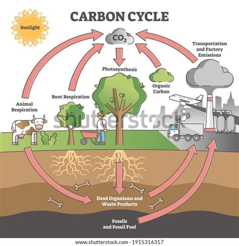 418 Carbon Cycle Diagram Images, Stock Photos & Vectors | Shutterstock