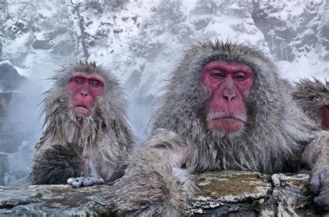 Snow Monkeys In The Hot Springs by Istvan Hernadi Photography ...