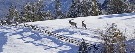 Winter in Estes Park, CO | Rocky Mountain National Park