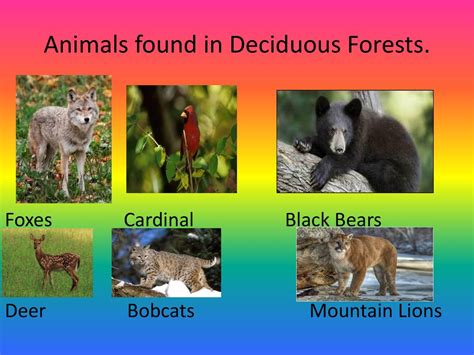 Tropical Deciduous Forest Animals