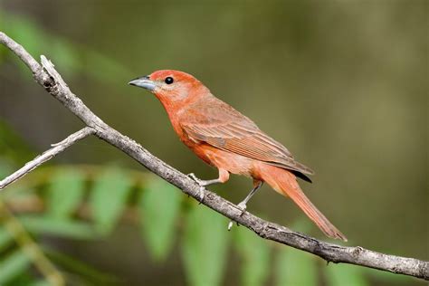 Hepatic Tanager | Birds, Beautiful birds, Bird photo