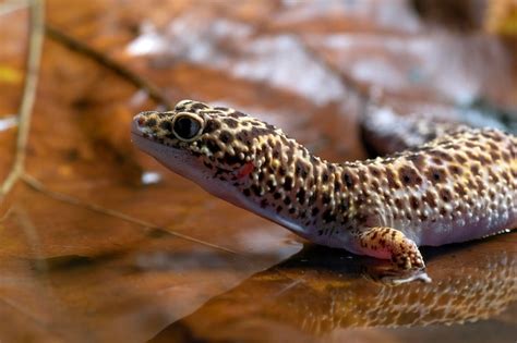 Premium Photo | Leopard gecko are playing in the water in the leaves