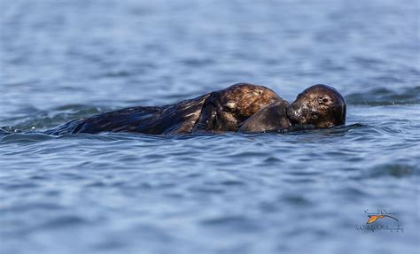 File:Sea otters playing.jpg - Wikipedia