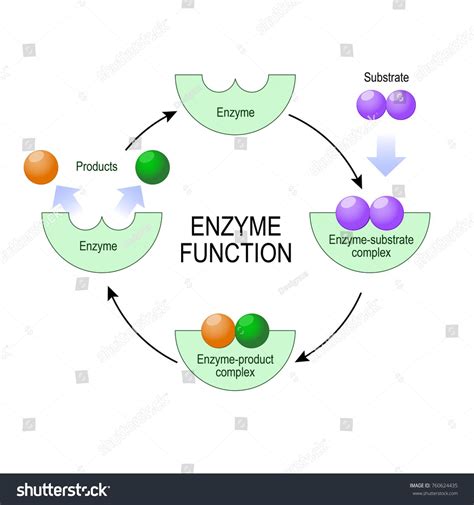 enzyme function. substrate, product, enzyme-product complex and enzyme ...