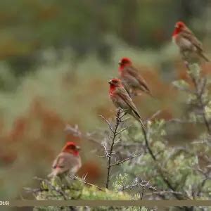 Common rosefinch - Facts, Diet, Habitat & Pictures on Animalia.bio