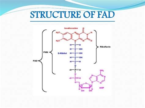 Fad – Flavin Adenine Dinucleotide