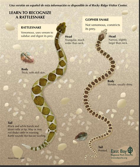 EBRPD: Rattlesnake Safety in the Regional Parks | East County Today