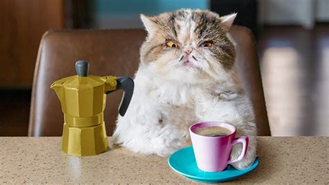 Catfinated - When Cats Drink Coffee - 1Funny.com