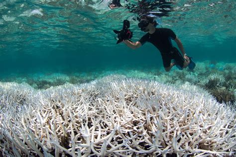 Coral Bleaching Effects