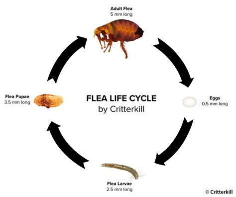 How Do You Kill Flea Eggs On A Dog