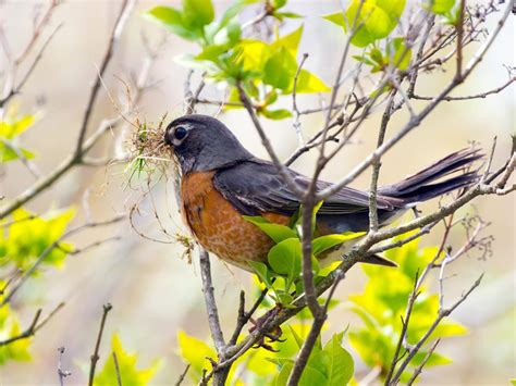 American Robin Nesting (All You Need To Know) | Birdfact