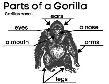 Gorilla Writing and Labeling- Informative Prompt for this Zoo Animal