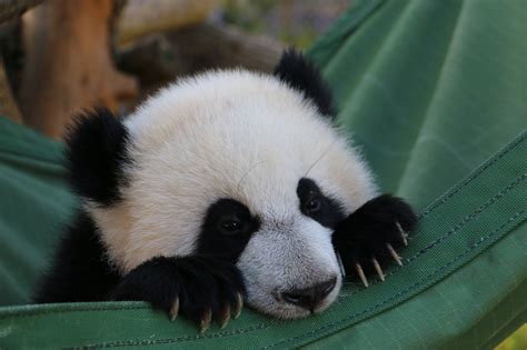 At eight months old, Toronto Zoo panda cubs starting to like bamboo ...