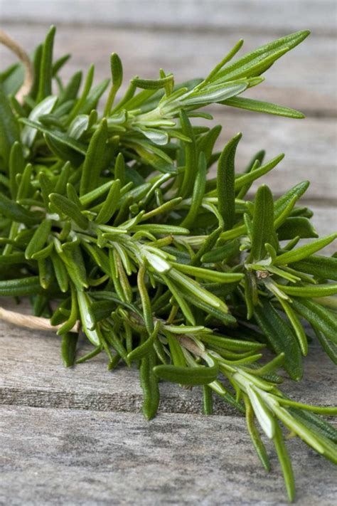 Rosemary: Health benefits, precautions, and drug interactions