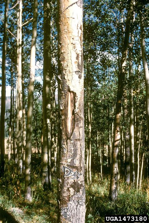 What Is Cenangium Canker: Managing Sooty Bark Canker On Trees | Tree ...