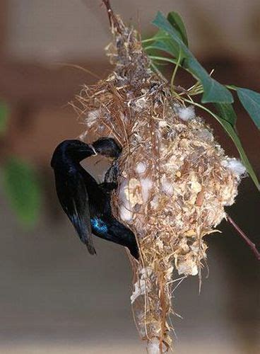 ARUNACHALA BIRDS: Purple Sunbird