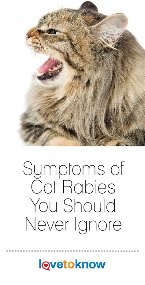 Rabies Symptoms in Cats (Don’t Ignore These Signs) | LoveToKnow Pets ...