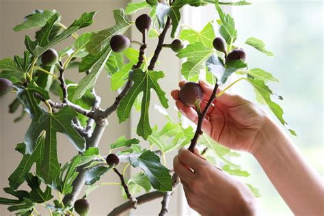 Savor the Flavor: Growing Your Own Fig Tree - The Sun Grove