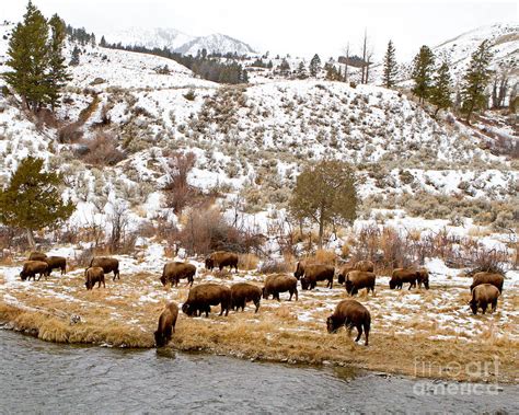 Bison Grazing Photograph by Lloyd Alexander-Pictures for a Cause - Pixels