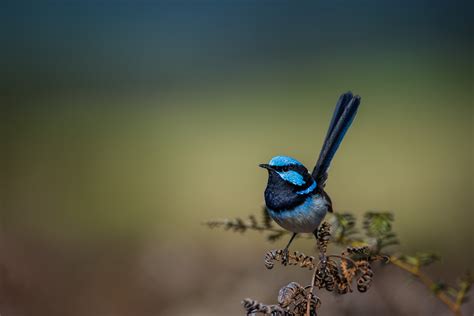 Superb Fairy Wren | Sean Crane Photography