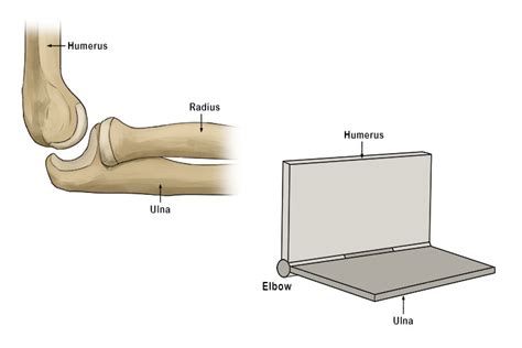 Hinge Joint - Mammoth Memory definition - remember meaning