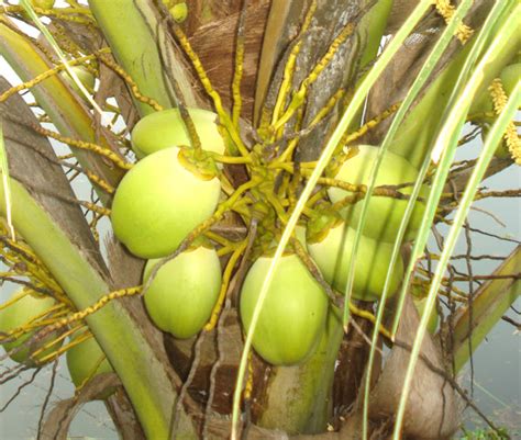 Coconut Farming: Business Plan And Guide For Beginners