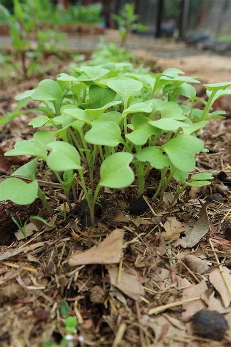 Cruciferous Vegetables | DIY Food Gardening | Grow To Eat : The Gardener