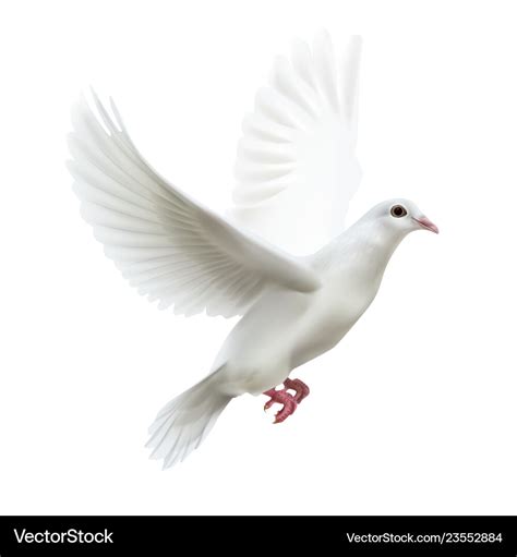 White flying dove Royalty Free Vector Image - VectorStock