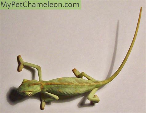 Anatomy of a chameleon - My Pet Chameleon