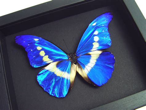 Framed Morpho Butterfly - Morpho rhetenor helena - blue morpho