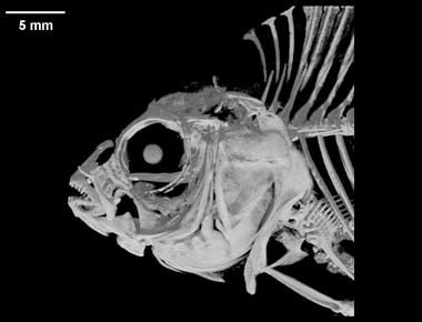 Digimorph - Lepomis macrochirus (Bluegill sunfish)