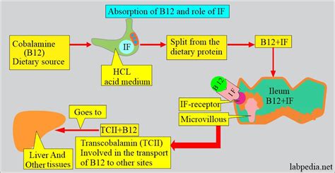 Anemia:- Part 3 - Megaloblastic Anemia, Macrocytic, Vitamin B12 and ...