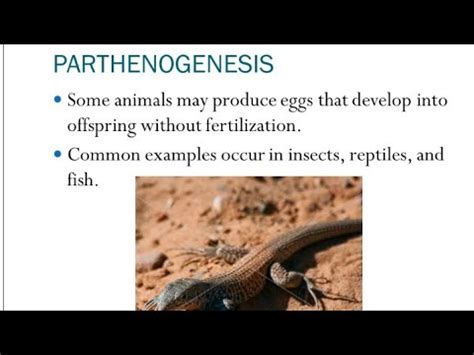 Parthenogenesis, types and Significance - YouTube