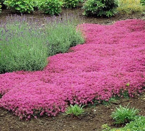 15 Best Flowering Ground Covers for Sun | Creeping thyme, Ground cover ...