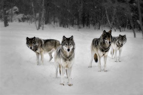 Pack of Wolves Wallpaper - WallpaperSafari