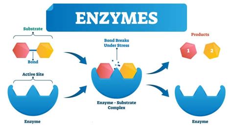 What Are Enzymes | History, Structure, Function (2024)