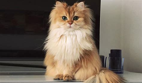 British Longhair Kedi Irkı Özellikleri Ve Bakımı - KediBilgi.com