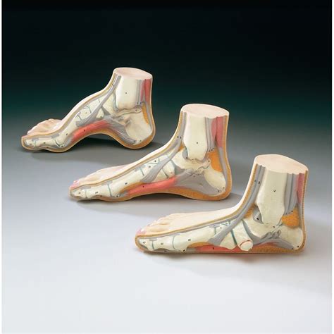 Normal Foot Side View Model - MedWest Medical Supplies