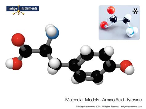 Tyrosine Structure: Amino Acid Molecular Model, Molymod Style