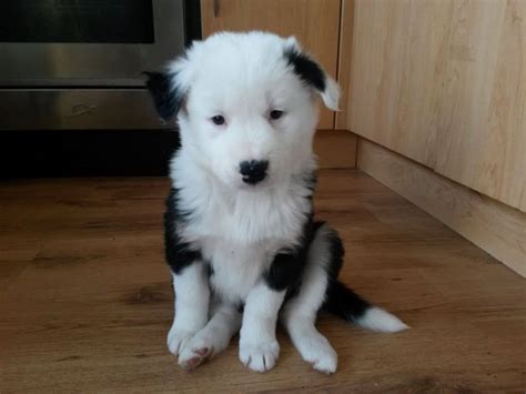 Siberpoo, Poodle and Siberian Huskie Mix - SpockTheDog.com