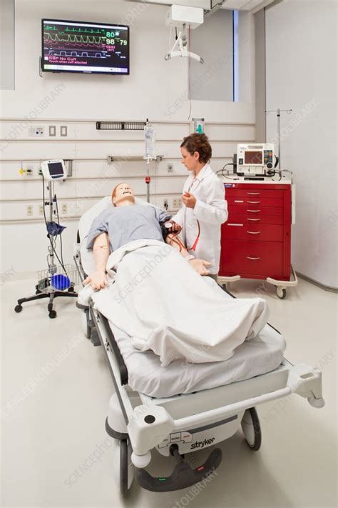 Medical Student with a Simulation Manikin - Stock Image - C022/1505 ...