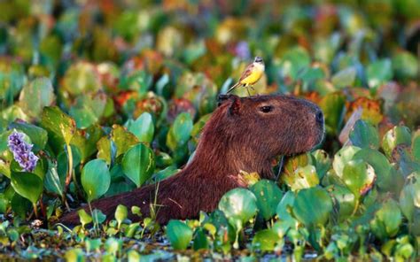 Free download Capybara High Definition Wallpapers [2089x1070] for your ...