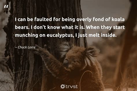 15 Koala Quotes About The Sleepy Marsupials