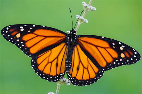 Butterfly Species List With Pictures