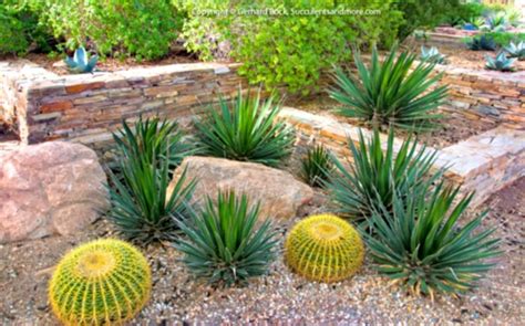 Best Desert Plants For Landscaping - Image to u