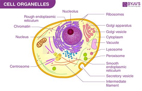 Cell Organelles - Types, Structure and their Functions