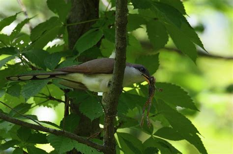 Yellow-billed Cuckoo - Coccyzus americanus | Wildlife Journal Junior