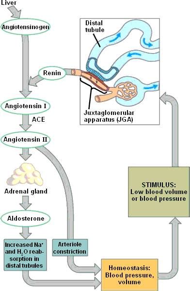 Aldosterone