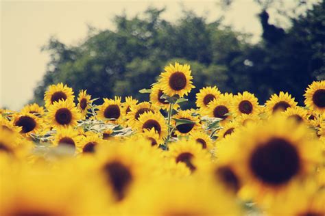 Desktop Aesthetic Sunflower Wallpapers - Wallpaper Cave