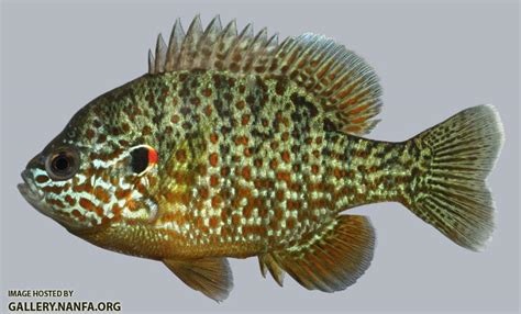 Lepomis Genus - Sunfishes - NANFA Forum